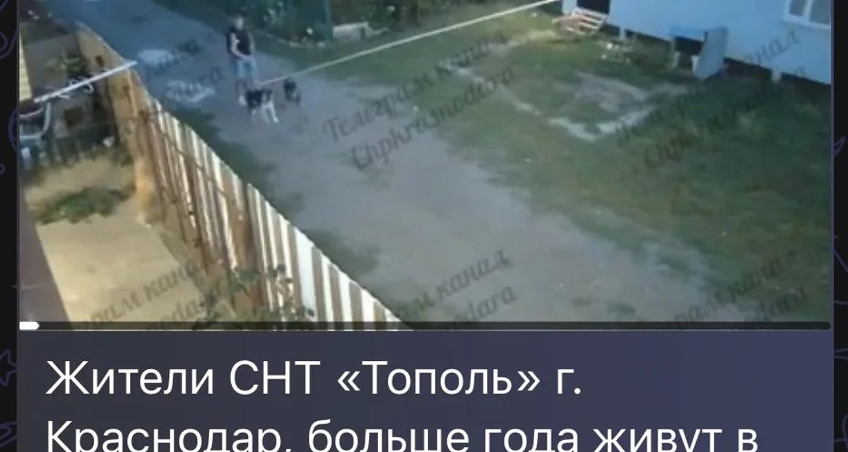 В Краснодаре мужчина натравил собак на соседское домашнее животное — полиция начала проверку