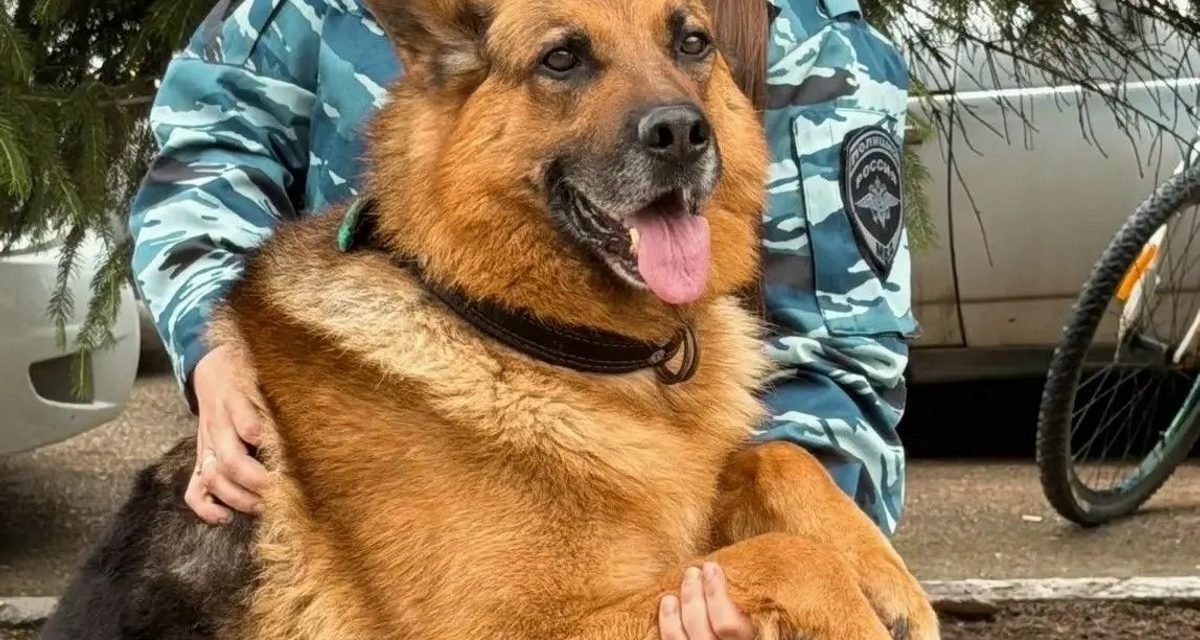 Пёс Грей девять лет помогает полиции Кущёвского района искать людей по запаховому следу