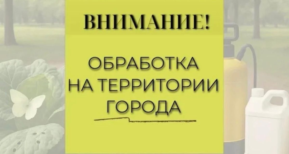В Новороссийске ночью обработают улицы и скверы от мраморного клопа